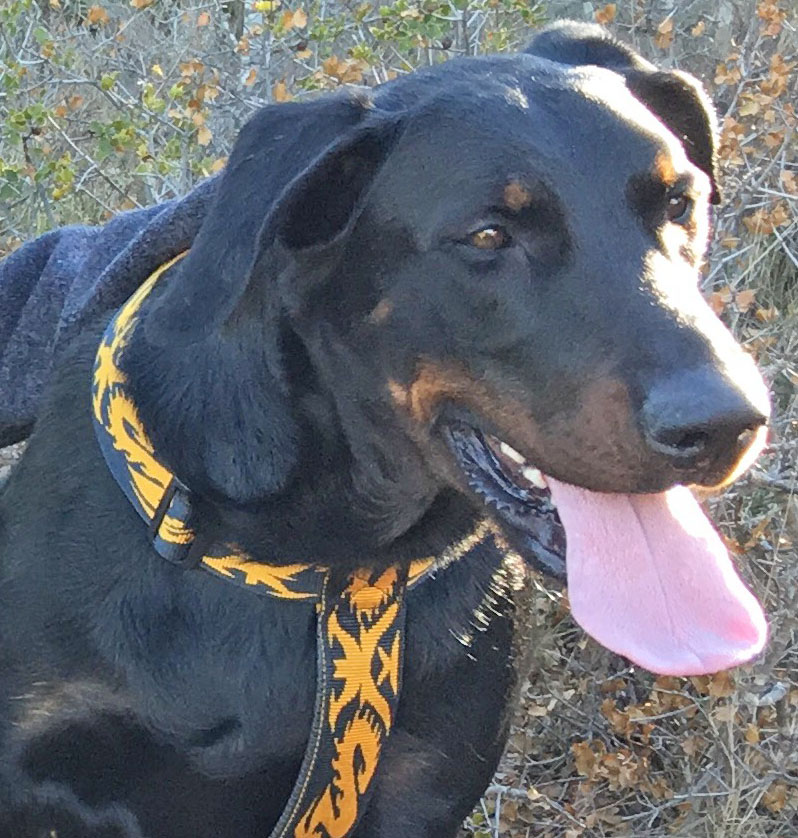 domainedelalicorne.fr photo chien beauceron photo chiot beauceron Elevage de beauceron chiot beauceron pure race élevage du clos de la licorne elevage des gardiens de la licorne elevage beauceron noir et feu authentique gros gabarits élevage de Beauceron familial sérieux et qualité domainedelalicorne.fr suivi des chiots conseil d’éducation chiot propre bas rouge santé caractère spécialiste du beauceron noir et feu ou arlequin chien rustique berger de France  nos chiots sont élevés avec amour et attention notre passion au service de la qualité Beauceron de qualité et sportif domaine de la licorne 04380 BARRAS élevage en liberté éleveur berger de beauce élevage de beauceron de travail 06 11 20 51 93 site domainedelalicorne.fr mail domainedelalicorne@gmail.com